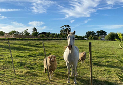 Klein Eikeboom Guest Farm