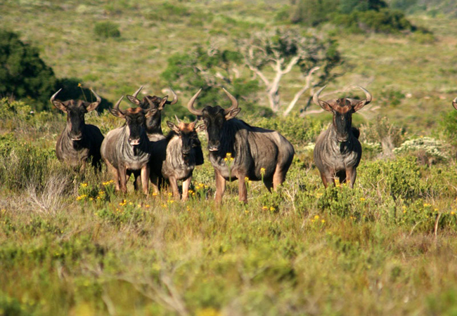 Wildebeest