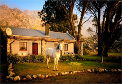 Klipspringer at Fairfield