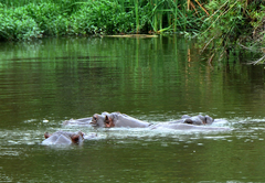 Kruger Park Lodge 610A