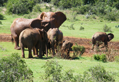 Kudu Ridge Game Ranch 