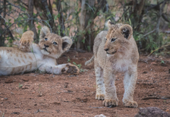 Ku Sungula Safari Lodge