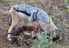 Ku Sungula Safari Lodge