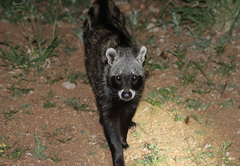 Ku Sungula Safari Lodge