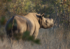 Ku Sungula Safari Lodge