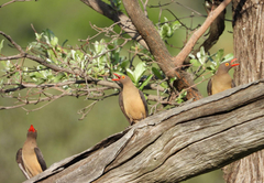 Kwalata Game Lodge