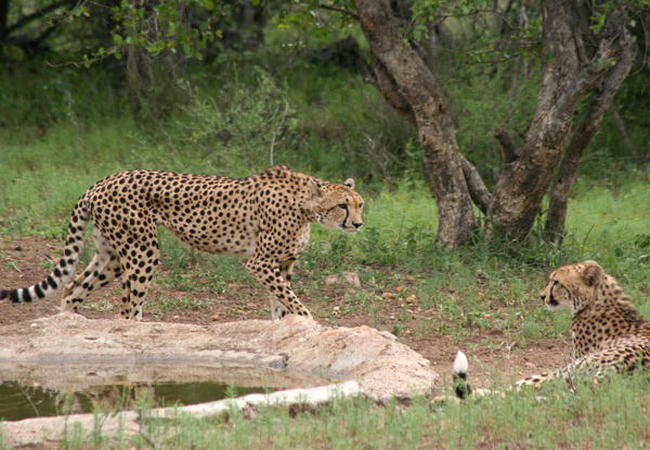 KwaMbili Game Lodge