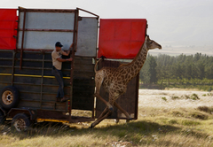 Sophie being released