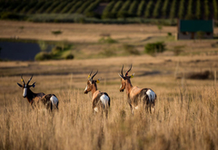 Kwetu Guest Farm