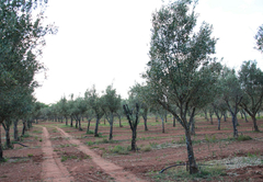 La Campagna Olive Estate