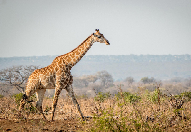 Game Viewing