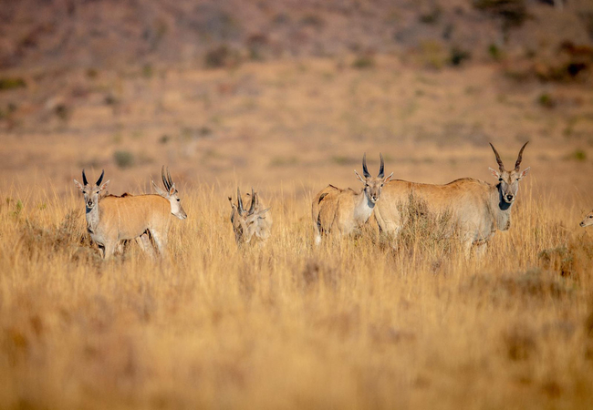 Game Viewing