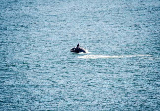 La Petite Baleine Seaside Villa