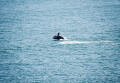 La Petite Baleine Seaside Villa