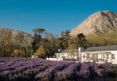 Lavender Farm Guesthouse