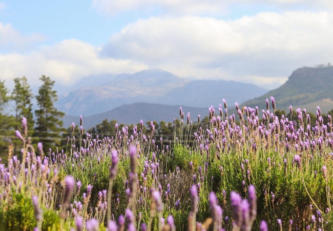 Lavender Farm Guesthouse