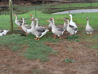 Lekkerdroom Farm