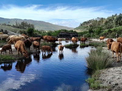 Lekkerdroom Farm