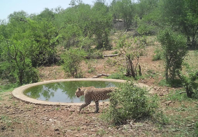 On Safari with Lengau Lodge