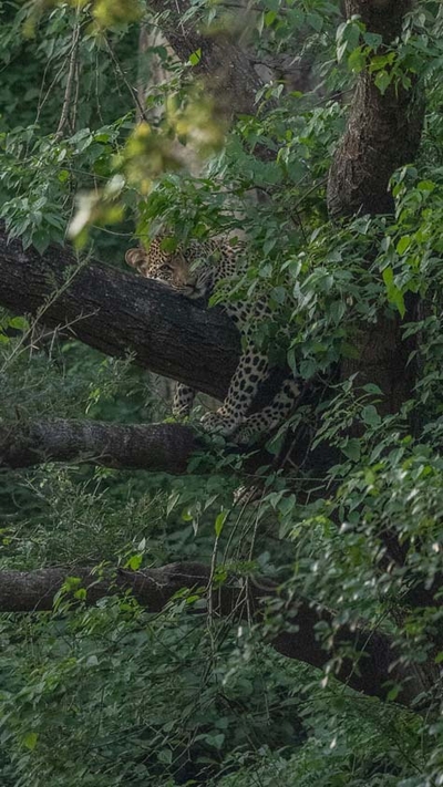 Leopard Mountain Safari Lodge