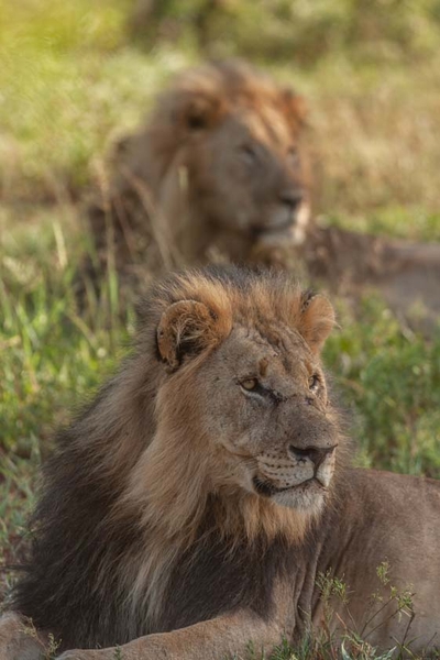 Leopard Mountain Safari Lodge