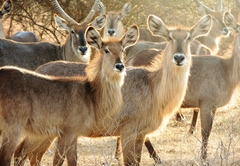 Leopard Rock Guest Lodge