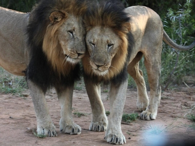 Leopard's Bend Bush Lodge