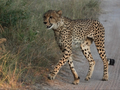 Leopard's Bend Bush Lodge