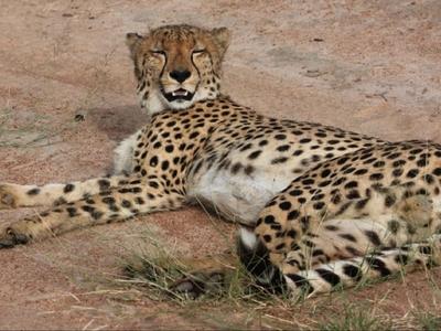 Leopard's Bend Bush Lodge