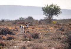 L\'Ermitage Quagga Lodge