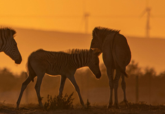 L\'Ermitage Quagga Lodge