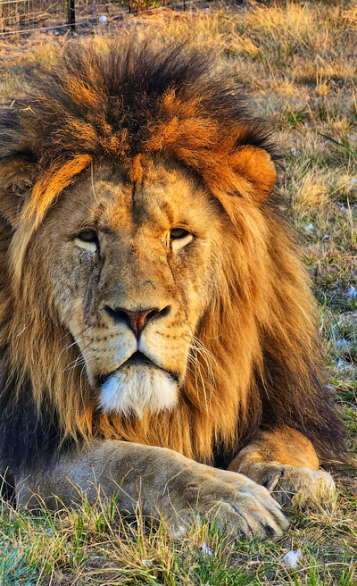 The Lion House at Djumbawa