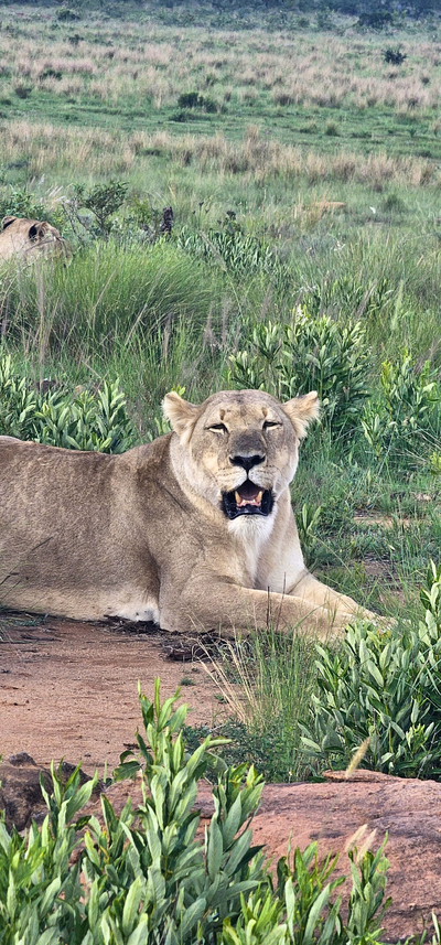 The Lion House at Djumbawa