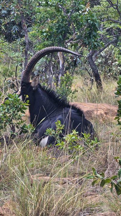 The Lion House at Djumbawa