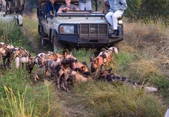 Game Drives