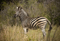 Madikwe Safari Lodge