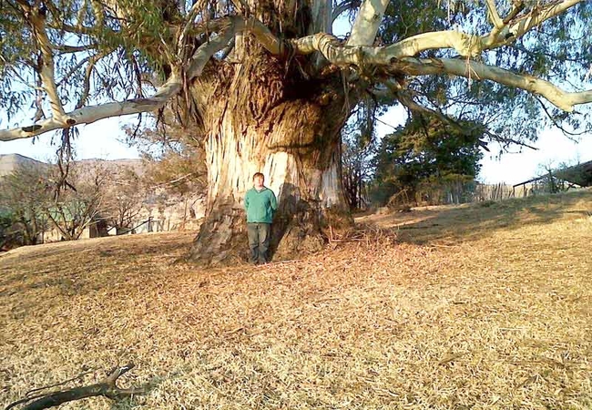 Guntree estimated to be about 130 years old