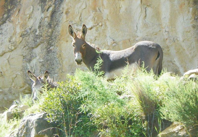 Donkeys in a cave nearby