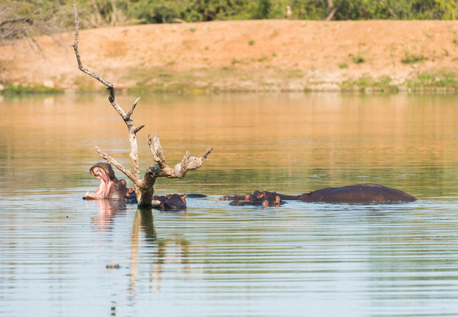 Game Viewing