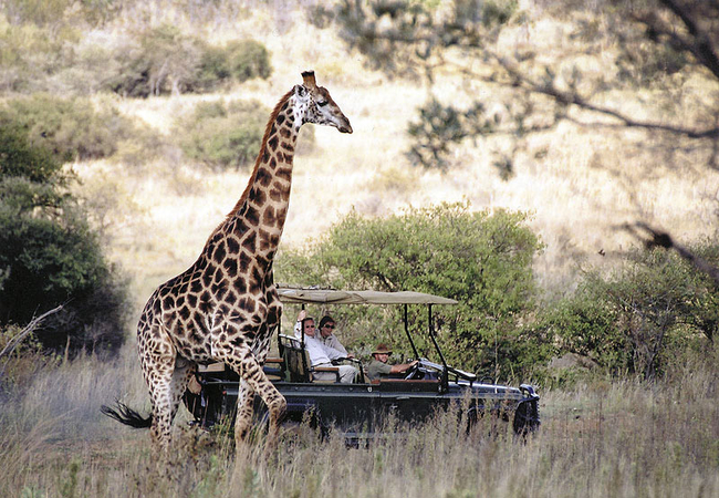 Game Drive