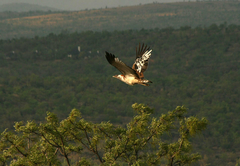 Game Viewing