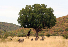 Game Viewing