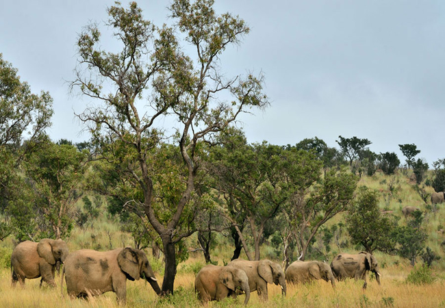 Game Viewing