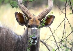 Mangwa Valley Game Lodge