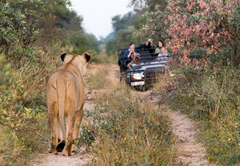 Safari experience