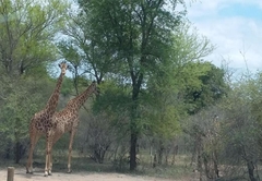 Marloth Kruger Whispering Ants