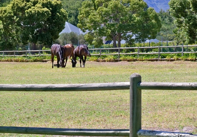 Seabiscuit Cottage