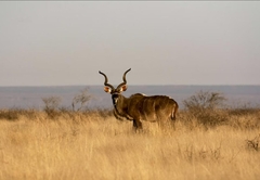 Mattanu Private Game Reserve