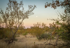 Mbizi Bush Lodge