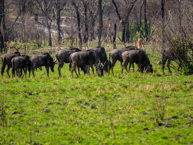 Mela Luxury Game Lodge